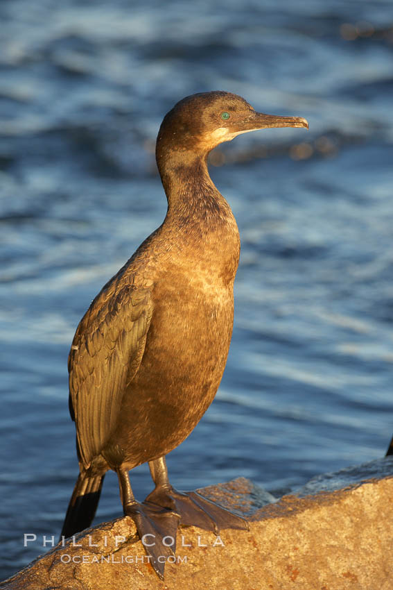 Brandt's cormorant, Phalacrocorax penicillatus photo, Monterey, California