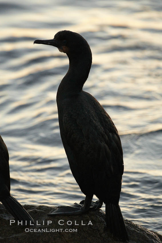 Brandt's cormorant, Phalacrocorax penicillatus, Monterey, California