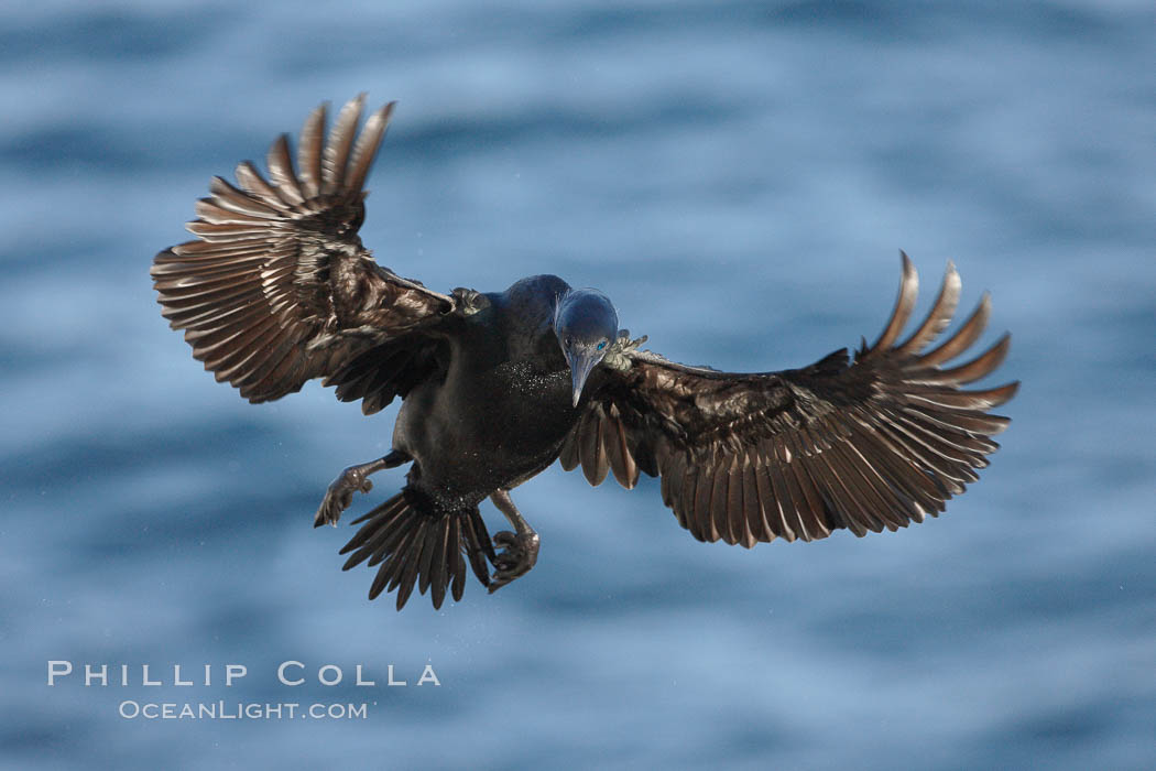 Brandts cormorant spreads its wings wide as it slows before landing on seacliffs alongside California brown pelicans. La Jolla, USA, Pelecanus occidentalis, Pelecanus occidentalis californicus, natural history stock photograph, photo id 22580