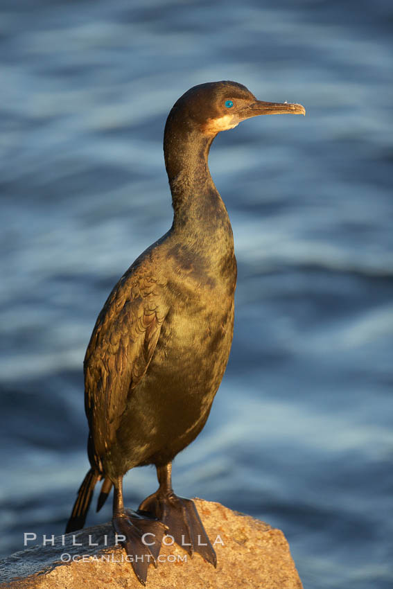 Brandt's cormorant in early morning golden sunrise light, on the Monterey breakwater rocks. California, USA, Phalacrocorax penicillatus, natural history stock photograph, photo id 21555