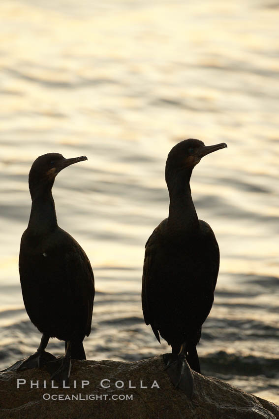 Brandt's cormorant, Phalacrocorax penicillatus, Monterey, California