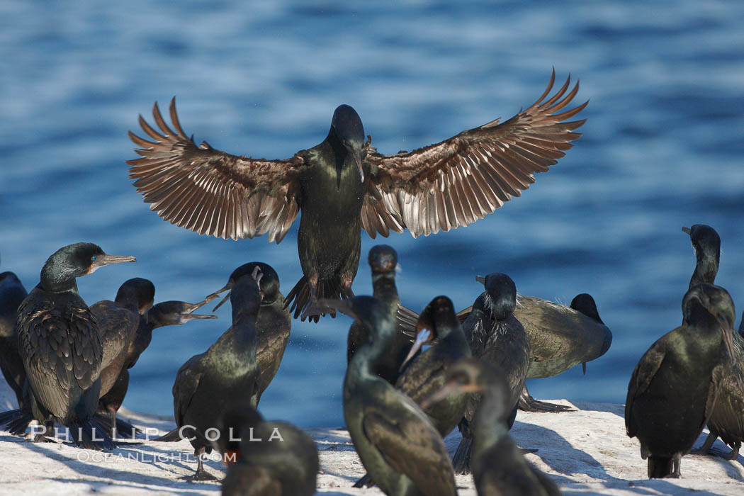 Brandts cormorant, Pelecanus occidentalis, La Jolla, California