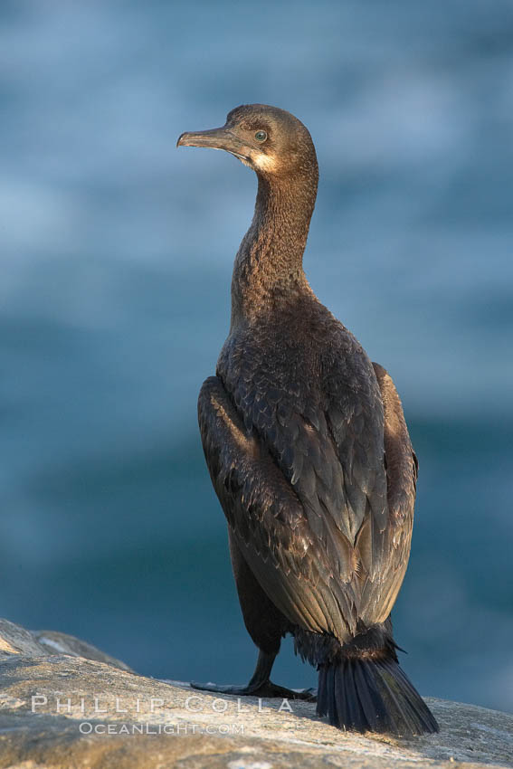 Brandts cormorant. La Jolla, California, USA, Phalacrocorax penicillatus, natural history stock photograph, photo id 18357