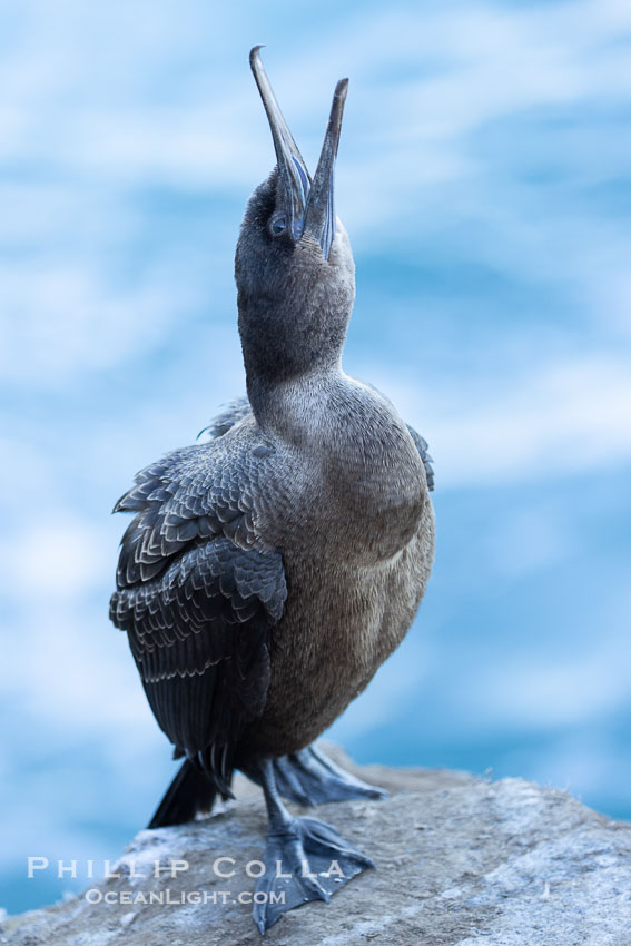 Brandts Cormorant portrait in shade, over the ocean, Phalacrocorax penicillatus, La Jolla, California Brandts Cormorant portrait in shade, over the ocean, Phalacrocorax penicillatus, La Jolla, California