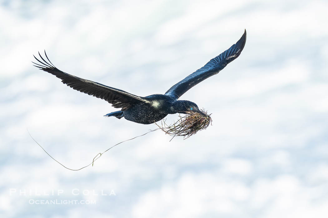 Brandts Cormorant with Nesting Material In Flight., Phalacrocorax penicillatus, natural history stock photograph, photo id 41726