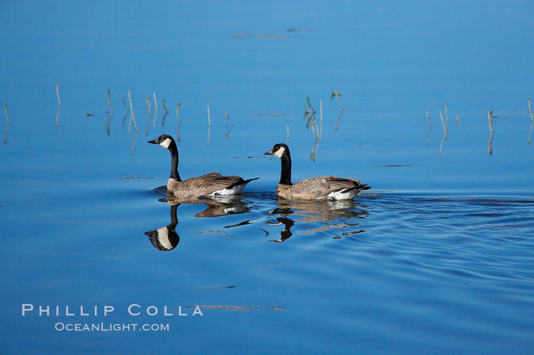 Canada geese along the Yellowstone River. Hayden Valley, Yellowstone National Park, Wyoming, USA, Branta canadensis, natural history stock photograph, photo id 13116