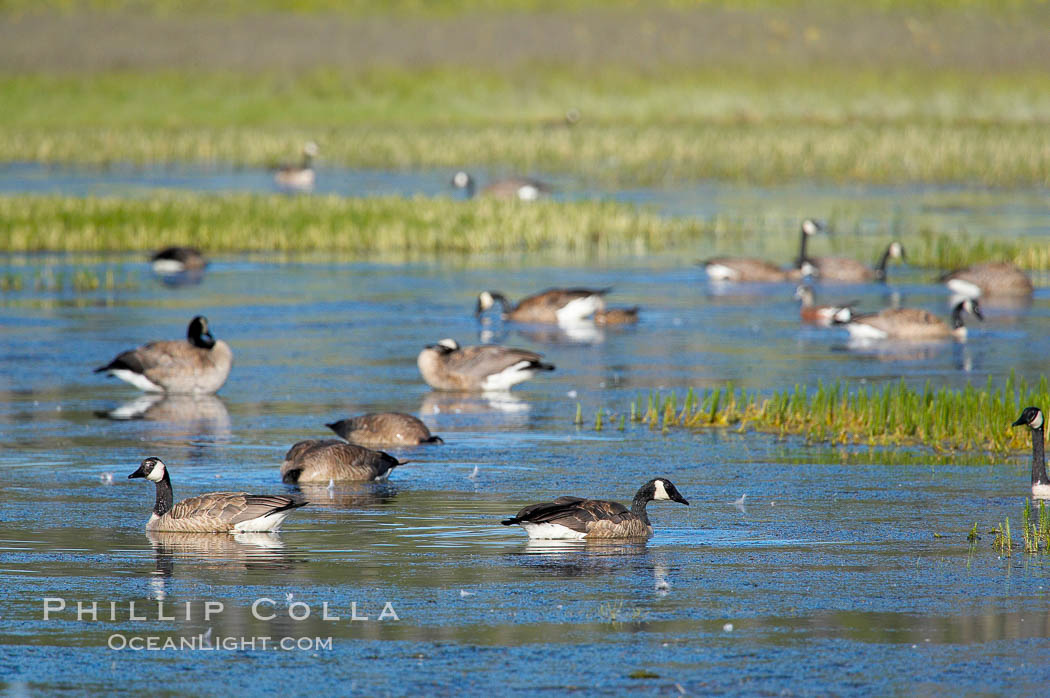 Canada geese along the Yellowstone River. Hayden Valley, Yellowstone National Park, Wyoming, USA, Branta canadensis, natural history stock photograph, photo id 13119