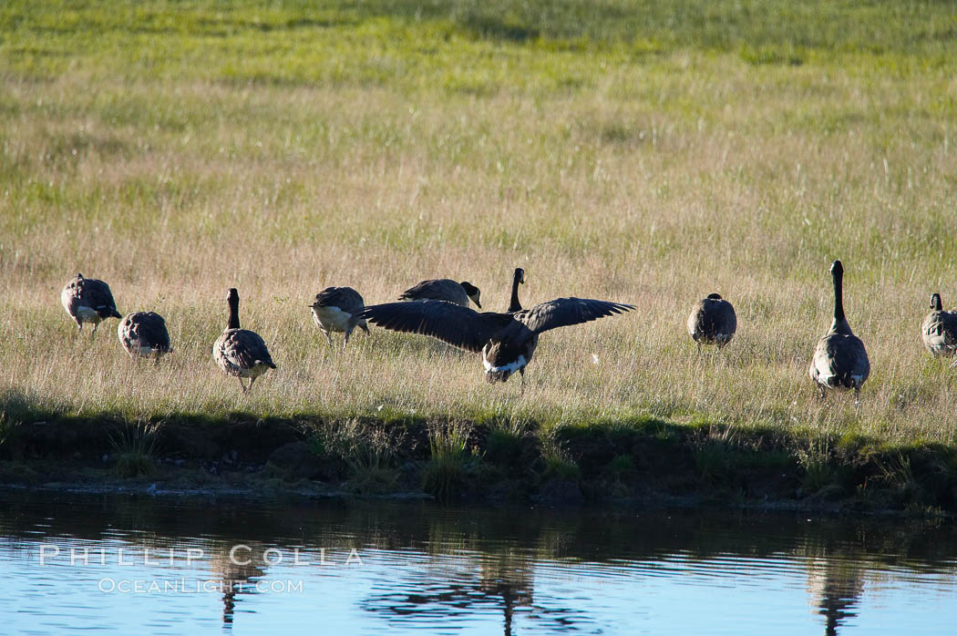 Canada geese along the Yellowstone River. Hayden Valley, Yellowstone National Park, Wyoming, USA, Branta canadensis, natural history stock photograph, photo id 13113