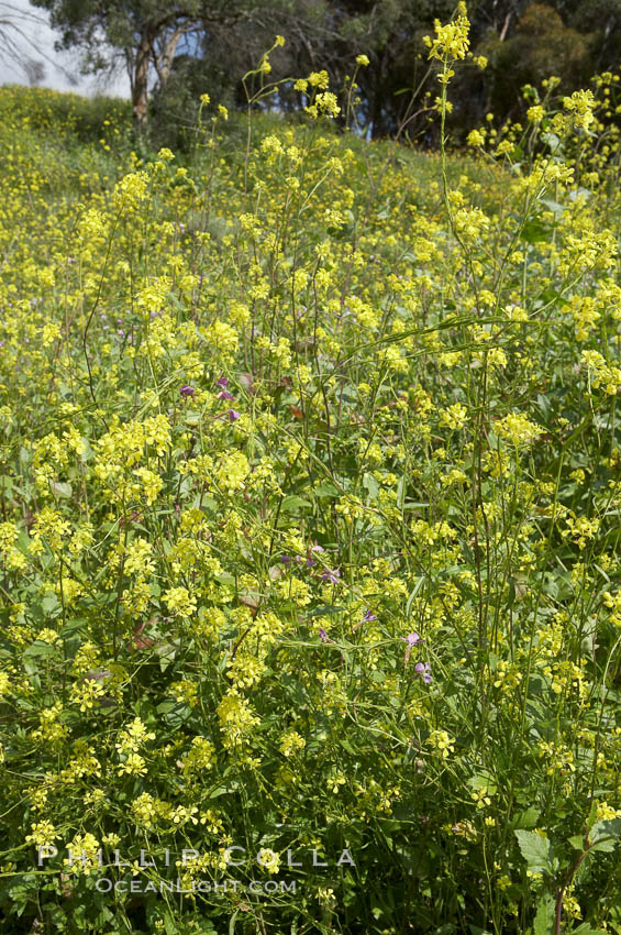 Black mustard, Batiquitos Lagoon, Carlsbad. California, USA, Brassica nigra, natural history stock photograph, photo id 11292