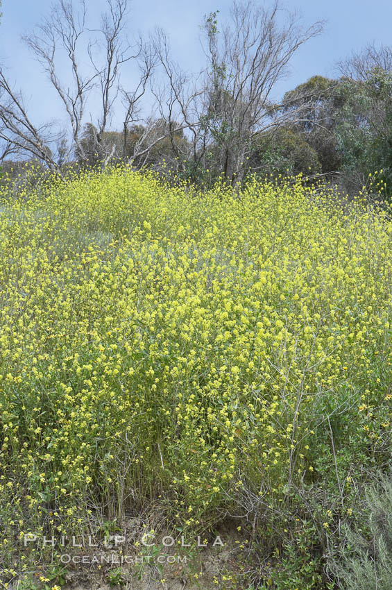 Black mustard, Batiquitos Lagoon, Carlsbad. California, USA, Brassica nigra, natural history stock photograph, photo id 11295