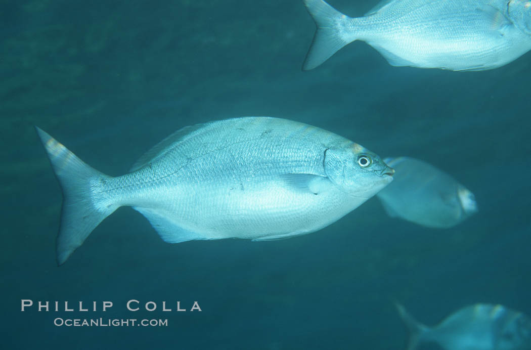 Brassy chub. Maui, Hawaii, USA, Kyphosus vaigiensis, natural history stock photograph, photo id 07090