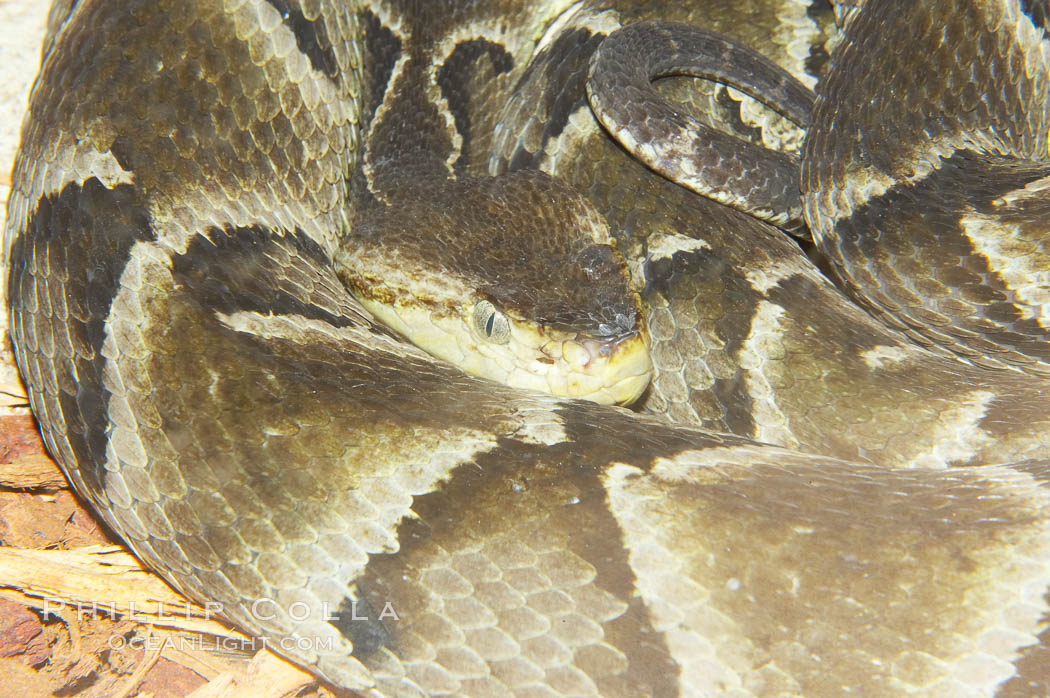 Brazilian lancehead snake, a  pit viper with a highly potent venom., Bothrops moojeni, natural history stock photograph, photo id 12815