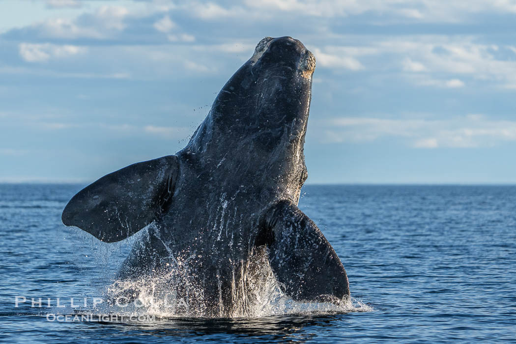 Breaching Southern Right Whale, Eubalaena australis, Golfo Nuevo, Peninsula Valdes, Argentina. By permission of the Government of Argentina, Chubut, permit # 51 / 2025-SsCyA, Eubalaena australis, Puerto Piramides Breaching Southern Right Whale, Eubalaena australis, Golfo Nuevo, Peninsula Valdes, Argentina. By permission of the Government of Argentina, Chubut, permit # 51 / 2025-SsCyA, Eubalaena australis, Puerto Piramides