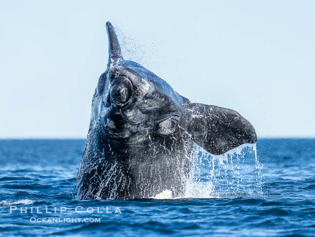 Breaching Southern Right Whale, Eubalaena australis, Golfo Nuevo, Peninsula Valdes, Argentina. By permission of the Government of Argentina, Chubut, permit # 51 / 2025-SsCyA. Puerto Piramides, Eubalaena australis, natural history stock photograph, photo id 41182