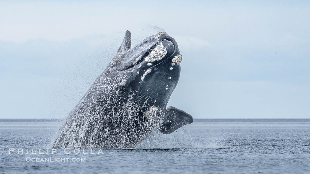 Breaching Southern Right Whale, Eubalaena australis, Golfo Nuevo, Peninsula Valdes, Argentina. By permission of the Government of Argentina, Chubut, permit # 51 / 2025-SsCyA, Eubalaena australis, Puerto Piramides Breaching Southern Right Whale, Eubalaena australis, Golfo Nuevo, Peninsula Valdes, Argentina. By permission of the Government of Argentina, Chubut, permit # 51 / 2025-SsCyA, Eubalaena australis, Puerto Piramides