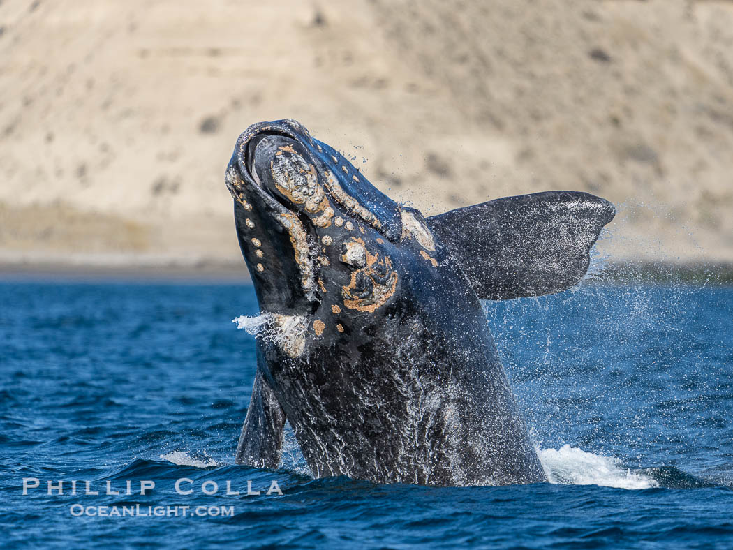 Breaching Southern Right Whale, Eubalaena australis, Golfo Nuevo, Peninsula Valdes, Argentina. By permission of the Government of Argentina, Chubut, permit # 51 / 2025-SsCyA., Eubalaena australis, natural history stock photograph, photo id 41210