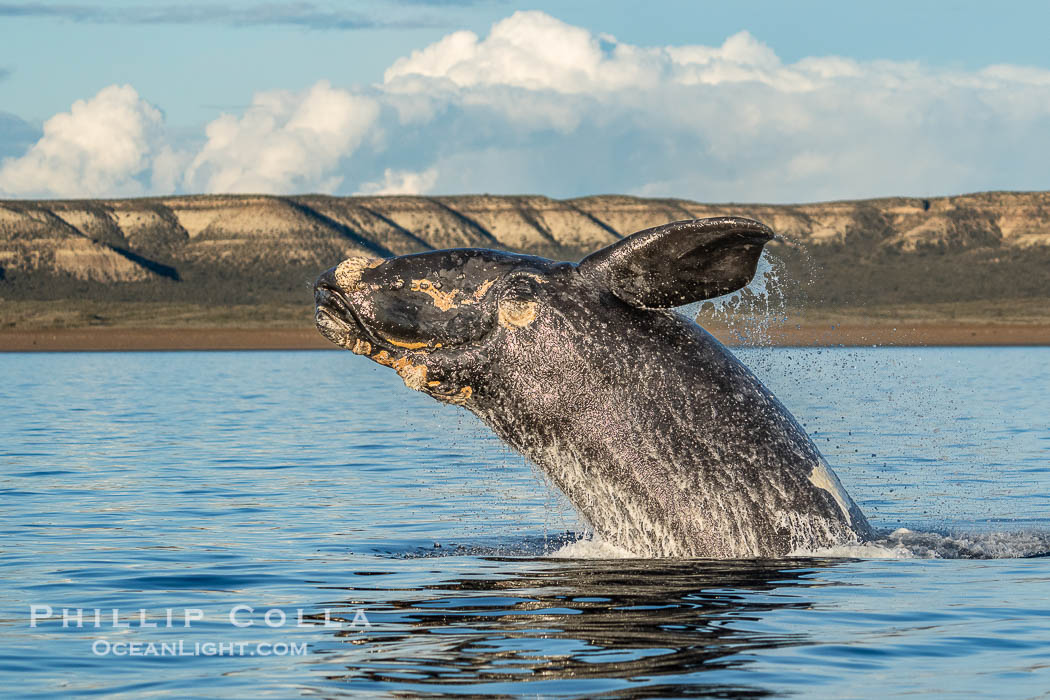 Breaching Southern Right Whale, Eubalaena australis, Golfo Nuevo, Peninsula Valdes, Argentina. By permission of the Government of Argentina, Chubut, permit # 51 / 2025-SsCyA., Eubalaena australis, natural history stock photograph, photo id 41218
