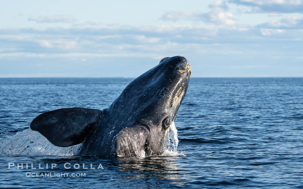 Breaching Southern Right Whale, Eubalaena australis, Golfo Nuevo, Peninsula Valdes, Argentina. By permission of the Government of Argentina, Chubut, permit # 51 / 2025-SsCyA., Eubalaena australis, natural history stock photograph, photo id 41294