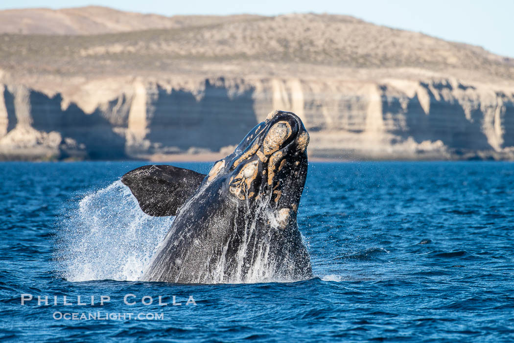 Breaching southern right whale, Eubalaena australis, Patagonia. Puerto Piramides, Chubut, Argentina, Eubalaena australis, natural history stock photograph, photo id 38282