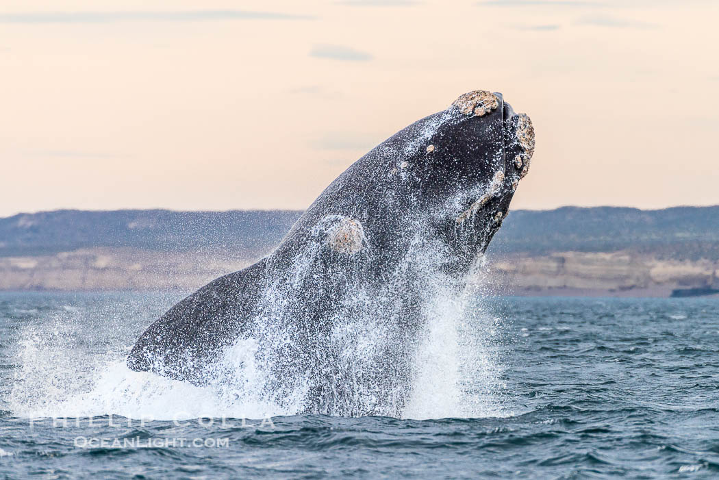 Breaching southern right whale, Eubalaena australis, Patagonia. Puerto Piramides, Chubut, Argentina, Eubalaena australis, natural history stock photograph, photo id 38406