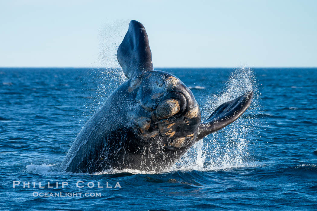 Breaching southern right whale, Eubalaena australis, Patagonia. Puerto Piramides, Chubut, Argentina, Eubalaena australis, natural history stock photograph, photo id 38280