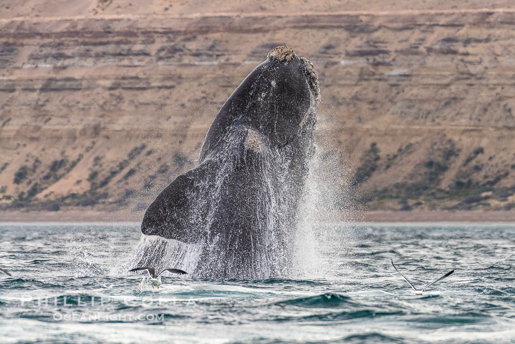 Breaching southern right whale, Eubalaena australis, Patagonia. Puerto Piramides, Chubut, Argentina, Eubalaena australis, natural history stock photograph, photo id 38447