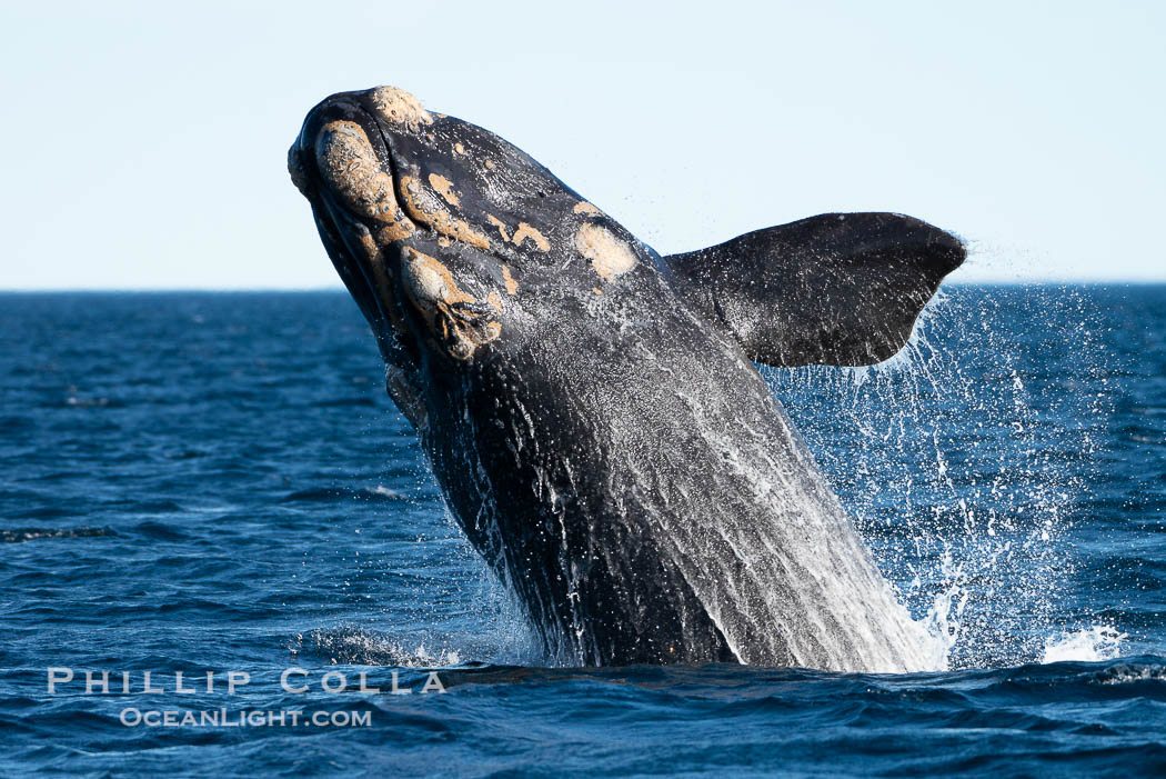 Breaching southern right whale, Eubalaena australis, Patagonia, Eubalaena australis, Puerto Piramides, Chubut, Argentina