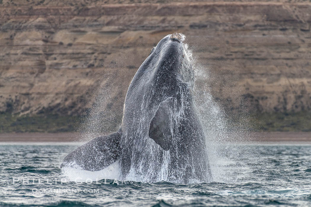 Breaching southern right whale, Eubalaena australis, Patagonia. Puerto Piramides, Chubut, Argentina, Eubalaena australis, natural history stock photograph, photo id 38405