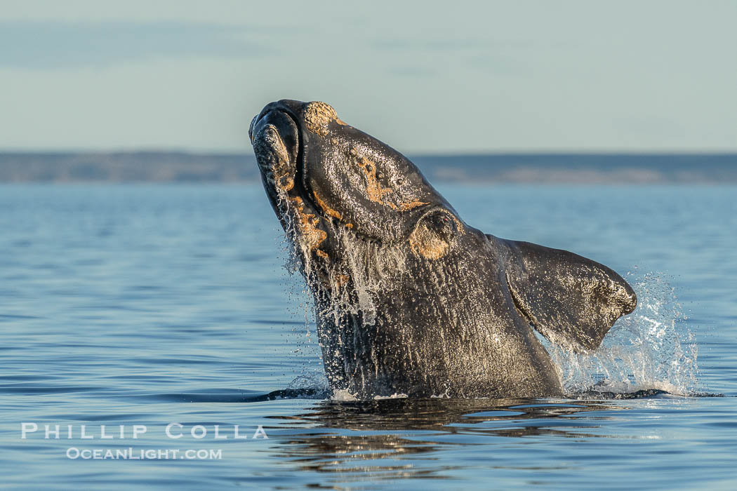 Breaching Southern Right Whale, Eubalaena australis, Golfo Nuevo, Peninsula Valdes, Argentina. By permission of the Government of Argentina, Chubut, permit # 51 / 2025-SsCyA, Eubalaena australis, Puerto Piramides Breaching Southern Right Whale, Eubalaena australis, Golfo Nuevo, Peninsula Valdes, Argentina. By permission of the Government of Argentina, Chubut, permit # 51 / 2025-SsCyA, Eubalaena australis, Puerto Piramides