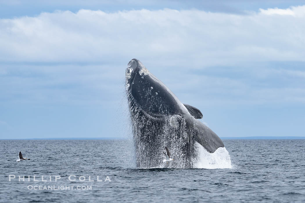 Breaching Southern Right Whale, Eubalaena australis, Golfo Nuevo, Peninsula Valdes, Argentina. By permission of the Government of Argentina, Chubut, permit # 51 / 2025-SsCyA., Eubalaena australis, natural history stock photograph, photo id 41200