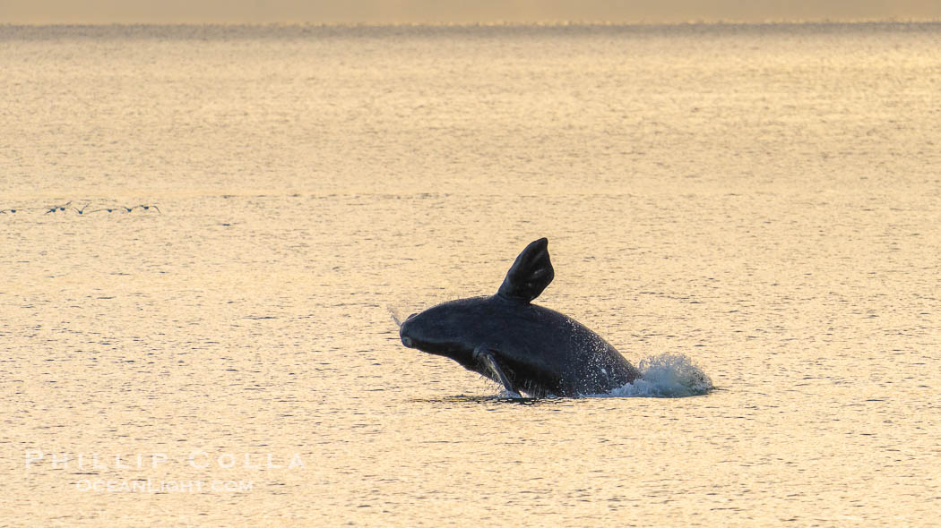 Breaching Southern Right Whale, Eubalaena australis, Golfo Nuevo, Peninsula Valdes, Argentina. By permission of the Government of Argentina, Chubut, permit # 51 / 2025-SsCyA., Eubalaena australis, natural history stock photograph, photo id 41248