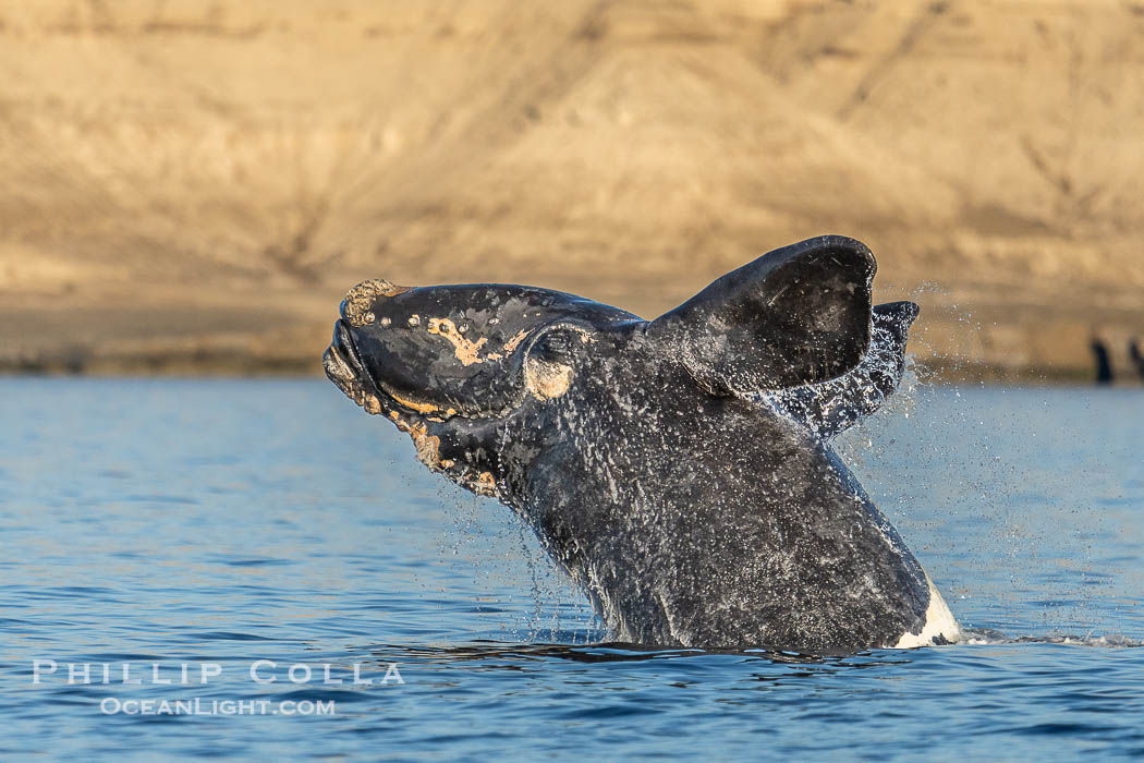 Breaching Southern Right Whale, Eubalaena australis, Golfo Nuevo, Peninsula Valdes, Argentina. By permission of the Government of Argentina, Chubut, permit # 51 / 2025-SsCyA., Eubalaena australis, natural history stock photograph, photo id 41288