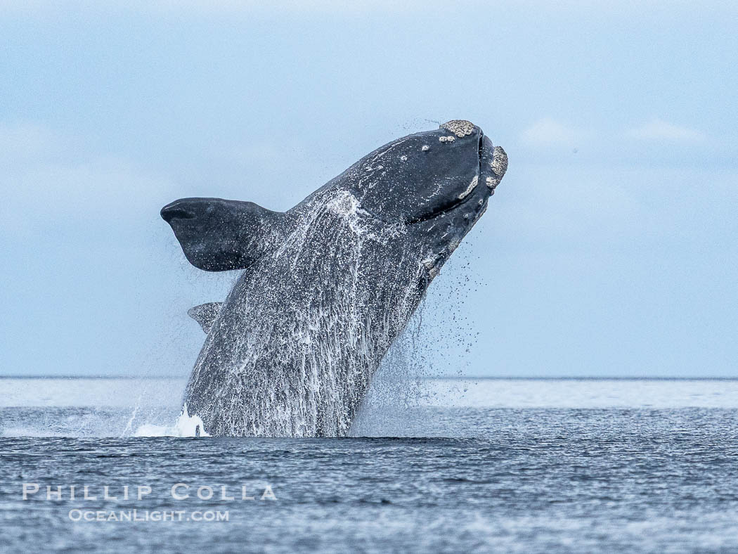Breaching Southern Right Whale, Eubalaena australis, Golfo Nuevo, Peninsula Valdes, Argentina. By permission of the Government of Argentina, Chubut, permit # 51 / 2025-SsCyA., Eubalaena australis, natural history stock photograph, photo id 41300