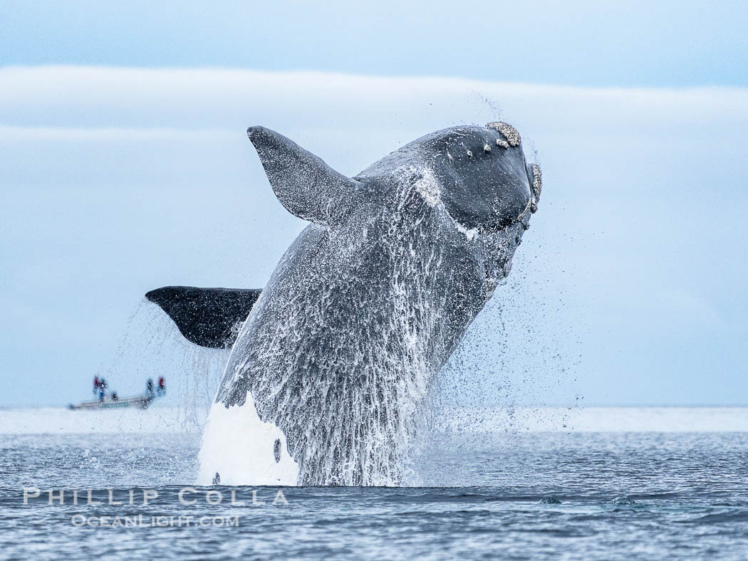 Breaching Southern Right Whale, Eubalaena australis, Golfo Nuevo, Peninsula Valdes, Argentina. By permission of the Government of Argentina, Chubut, permit # 51 / 2025-SsCyA., Eubalaena australis, natural history stock photograph, photo id 41203
