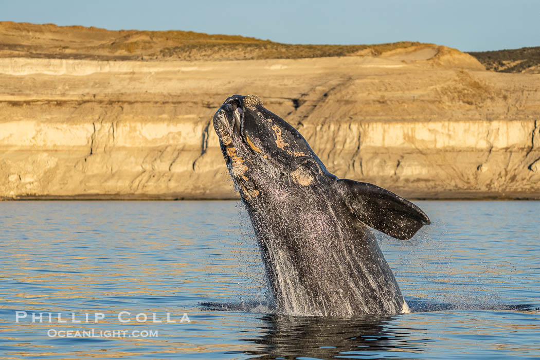 Breaching Southern Right Whale, Eubalaena australis, Golfo Nuevo, Peninsula Valdes, Argentina. By permission of the Government of Argentina, Chubut, permit # 51 / 2025-SsCyA., Eubalaena australis, natural history stock photograph, photo id 41287
