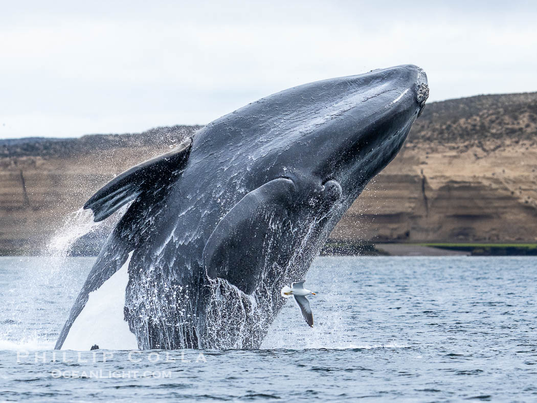 Breaching Southern Right Whale, Eubalaena australis, Golfo Nuevo, Peninsula Valdes, Argentina. By permission of the Government of Argentina, Chubut, permit # 51 / 2025-SsCyA., Eubalaena australis, natural history stock photograph, photo id 41201