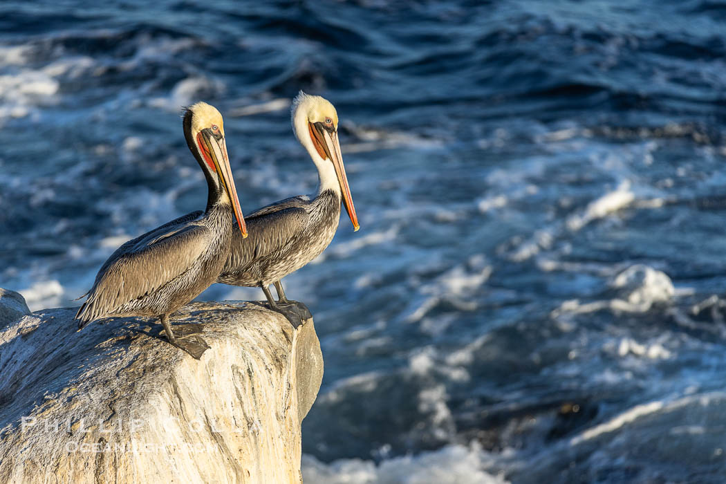 Breeding and non-breeding California pelicans standing side-by-side on the edge of a cliff overlooking the ocean, Pelecanus occidentalis, Pelecanus occidentalis californicus, La Jolla