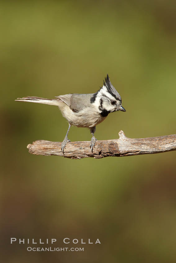 Bridled titmouse. Madera Canyon Recreation Area, Green Valley, Arizona, USA, Baeolophus wollweberi, natural history stock photograph, photo id 22941