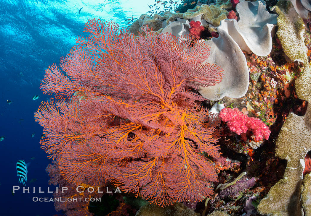 Bright red Plexauridae sea fan gorgonian and yellow sarcophyton leather coral on pristine coral reef, Fiji., Gorgonacea, Plexauridae, Sarcophyton, natural history stock photograph, photo id 31612
