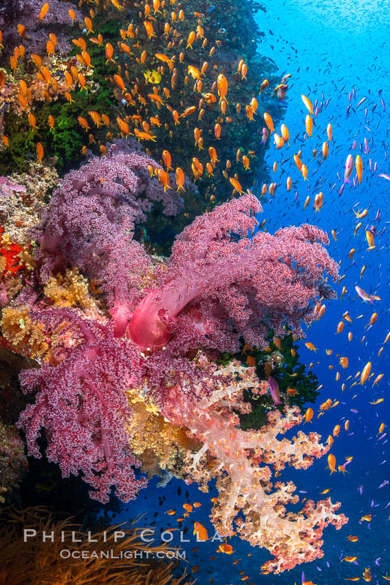 Brilliantlly colorful coral reef, with swarms of anthias fishes and soft corals, Fiji. Bligh Waters, Dendronephthya, Pseudanthias, natural history stock photograph, photo id 34722