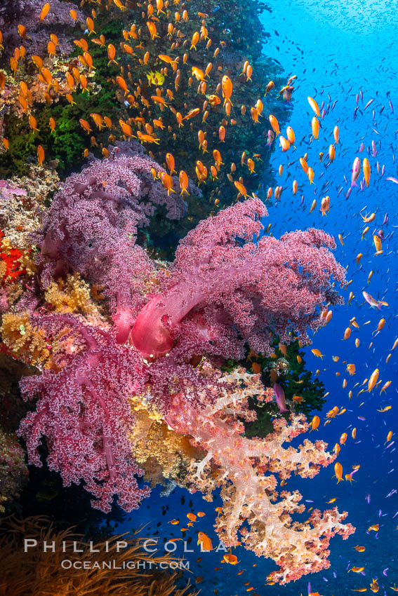 Brilliantlly colorful coral reef, with swarms of anthias fishes and soft corals, Fiji, Dendronephthya, Pseudanthias, Bligh Waters