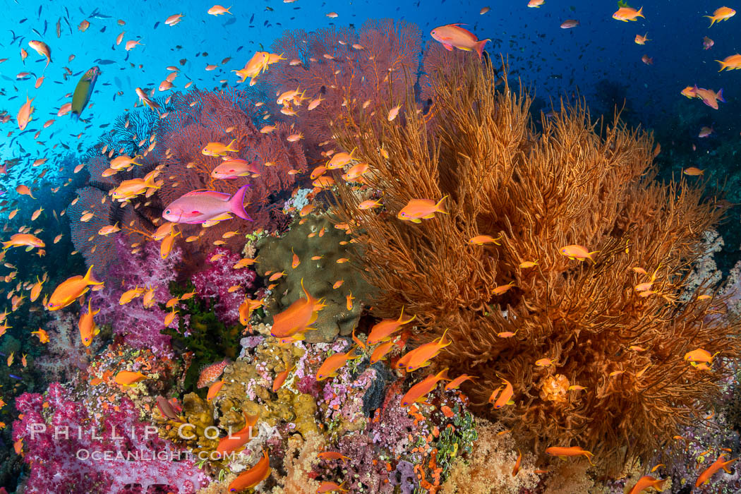 Brilliantlly colorful coral reef, with swarms of anthias fishes and soft corals, Fiji, Pseudanthias