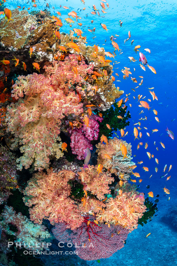 Brilliantlly colorful coral reef, with swarms of anthias fishes and soft corals, Fiji., Dendronephthya, Pseudanthias, natural history stock photograph, photo id 34834