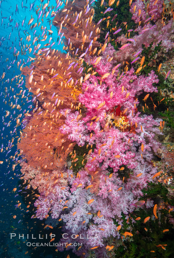 Brilliantlly colorful coral reef, with swarms of anthias fishes and soft corals, Fiji., Dendronephthya, Pseudanthias, natural history stock photograph, photo id 34890