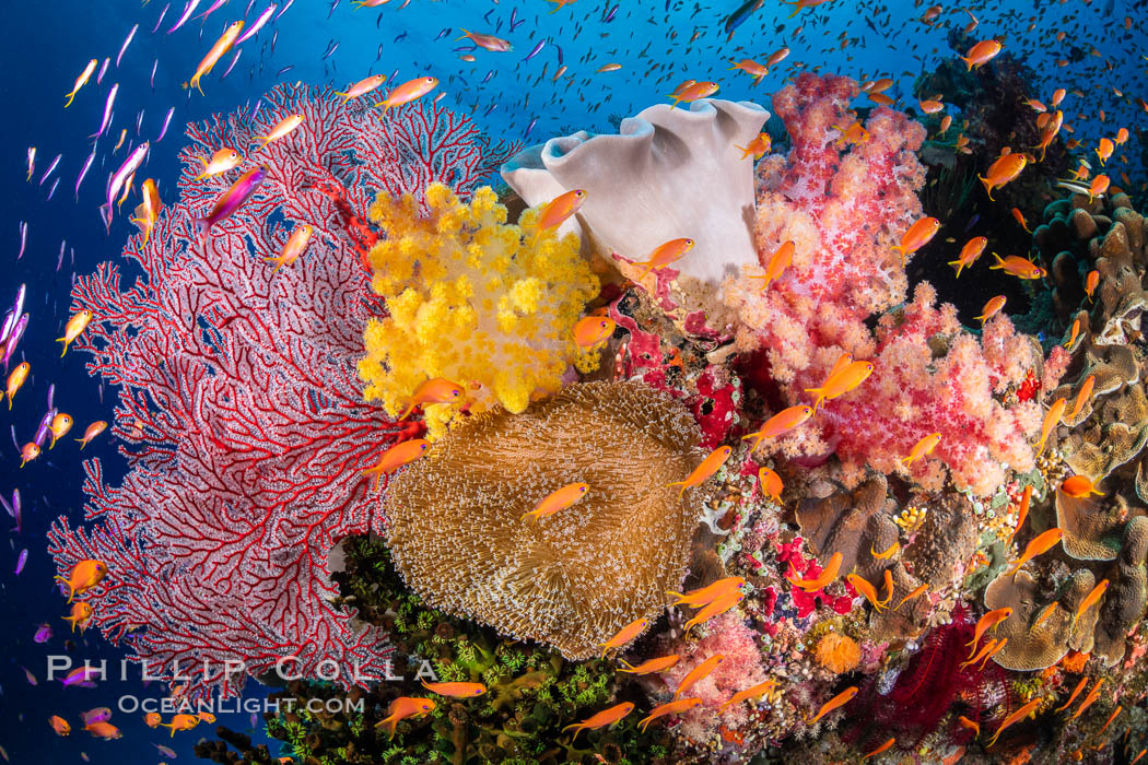 Brilliantlly colorful coral reef, with swarms of anthias fishes and soft corals, Fiji, Dendronephthya, Pseudanthias, Bligh Waters