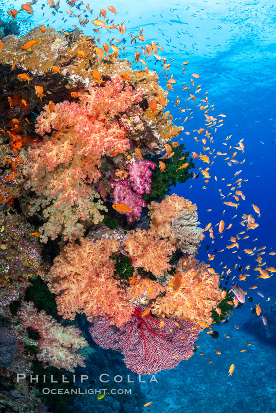 Brilliantlly colorful coral reef, with swarms of anthias fishes and soft corals, Fiji, Dendronephthya, Pseudanthias, Bligh Waters