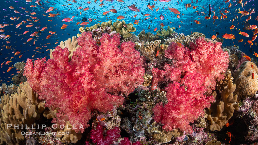 Brilliantlly colorful coral reef, with swarms of anthias fishes and soft corals, Fiji., Dendronephthya, Pseudanthias, natural history stock photograph, photo id 34872