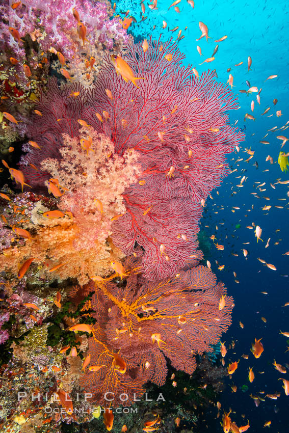 Brilliantlly colorful coral reef, with swarms of anthias fishes and soft corals, Fiji., Dendronephthya, Pseudanthias, natural history stock photograph, photo id 34888