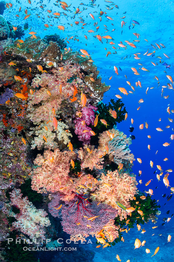 Brilliantlly colorful coral reef, with swarms of anthias fishes and soft corals, Fiji., Dendronephthya, Pseudanthias, natural history stock photograph, photo id 34932