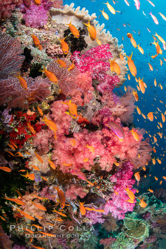Brilliantlly colorful coral reef, with swarms of anthias fishes and soft corals, Fiji. Vatu I Ra Passage, Bligh Waters, Viti Levu Island, Dendronephthya, Pseudanthias, natural history stock photograph, photo id 34976